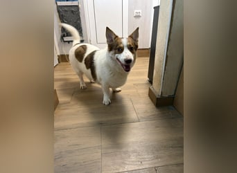 DONATELLO ❤️ sucht Zuhause