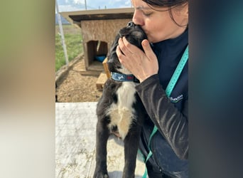 Wolle, lustiger Hundebub sucht sein Glück