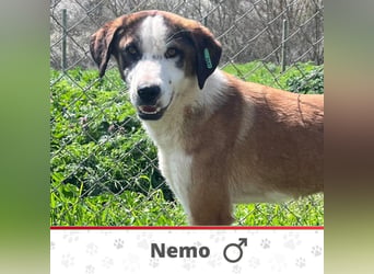 NEMO ❤ SEHR EILIG!  sucht Zuhause oder Pflegestelle