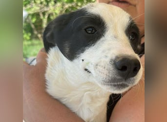 Amelia, kleines Hundefräulein sucht liebevolle Hände