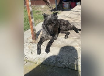 Xana, Hundemama sucht liebevolles Zuhause