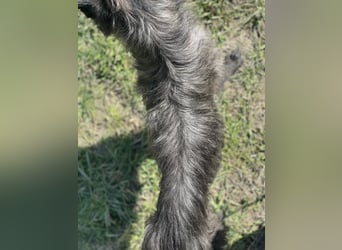 Xana, Hundemama sucht liebevolles Zuhause