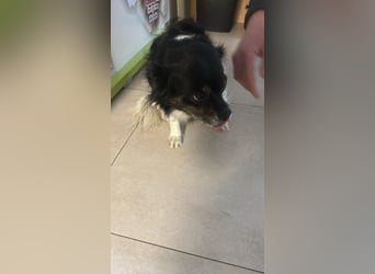 Maya, zauberhafte Hündin sucht Gesellschaft