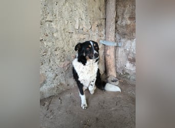 ASTRA❤ EILIG! sucht Zuhause oder Pflegestelle