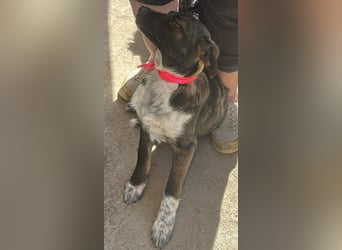 Ava, zauberhaftes Hundemädchen sucht ihre Menschen