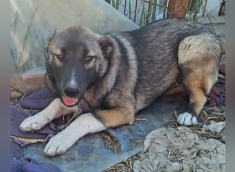 Timi, kleiner Hundemann sucht seine Menschen