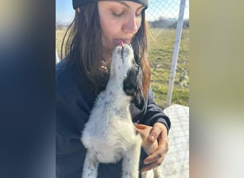 Xia,  verschmust, liebenswert sucht ihr Körbchen