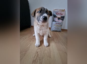 Tyler, kleiner Hundemann auf der Suche nach dem Glück