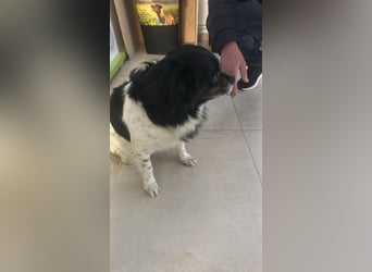 Maya, zauberhafte Hündin sucht Gesellschaft