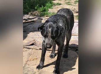 Berta, Hundemädchen sucht liebevolle Hände