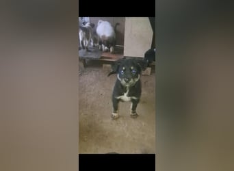 DENIRO ❤ EILIG! sucht Zuhause oder Pflegestelle