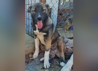 Timi, kleiner Hundemann sucht seine Menschen