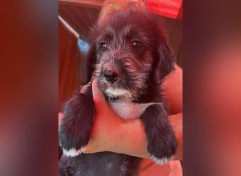 Dolly, kleines Hundemädchen sucht Familie