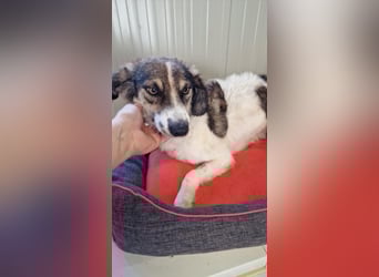 GERRY ❤ SEHR EILIG! sucht Zuhause oder Pflegestelle