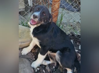Toffy, kleines Hundemädchen sucht liebevolle Hände