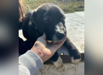 Woopy, wunderschönes Hundemädchen sucht zuverlässige Menschen