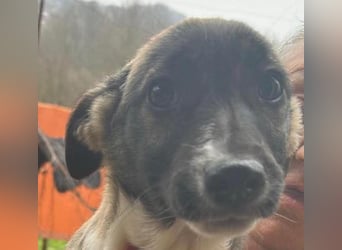 Arielle, kleine Zuckerschnute sucht Bleibe für immer