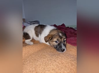 Titus sucht seine Menschen für immer