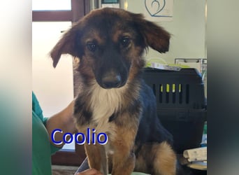 COOLIO ❤  wartet in 69126 Heidelberg auf Dich