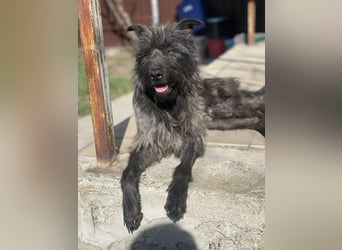 Xana, Hundemama sucht liebevolles Zuhause