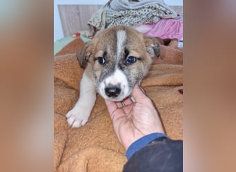 Tyler, kleiner Hundemann auf der Suche nach dem Glück