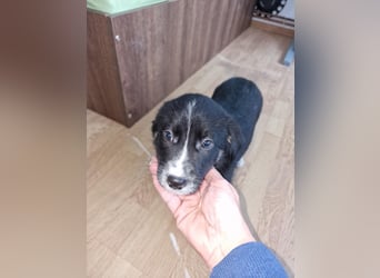 Toffy, kleines Hundemädchen sucht liebevolle Hände