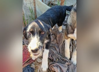 Toffy, kleines Hundemädchen sucht liebevolle Hände