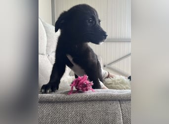 FREYA ❤️  wartet in 97422 Schweinfurt auf Dich