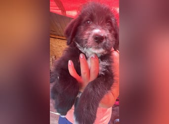 Dalia, Hundekind sucht Familienanschluß