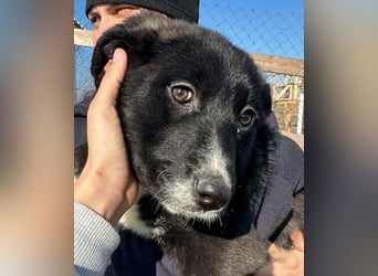 Woopy, wunderschönes Hundemädchen sucht zuverlässige Menschen