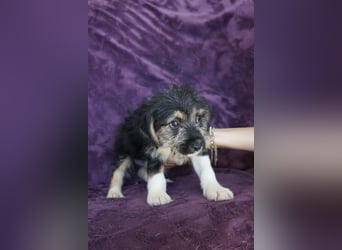 MAYBELLINE❤️  wartet in 26931 Elsfleth auf Dich