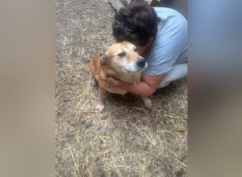 Ein Körbchen für Vulpi