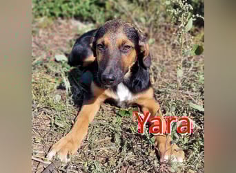 YARA ❤ wartet in 26676 Barßel auf Dich