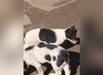 Vasko, hübscher Hundebub sucht liebevolle Menschen