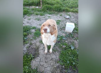 DIANA❤ EILIG! sucht Zuhause oder Pflegestelle