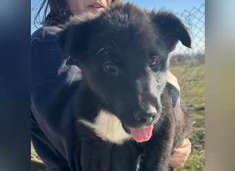 Wolle, lustiger Hundebub sucht sein Glück