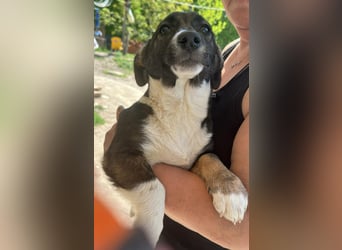 Arielle, kleine Zuckerschnute sucht Bleibe für immer