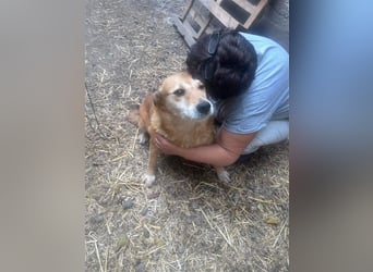 Ein Körbchen für Vulpi