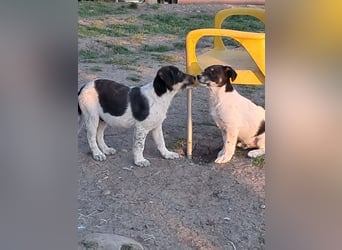 Vasko, hübscher Hundebub sucht liebevolle Menschen