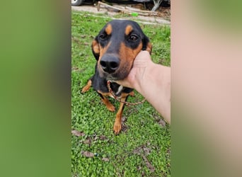 LOVY ❤️ Sehr EILIG! sucht Zuhause oder Pflegestelle