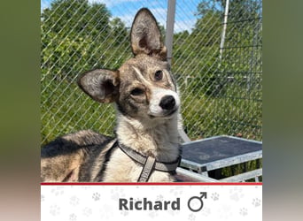 RICHARD ❤ EILIG! sucht Zuhause oder Pflegestelle