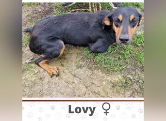 LOVY ❤️ Sehr EILIG! sucht Zuhause oder Pflegestelle