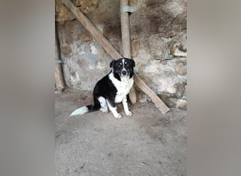 ASTRA❤ EILIG! sucht Zuhause oder Pflegestelle