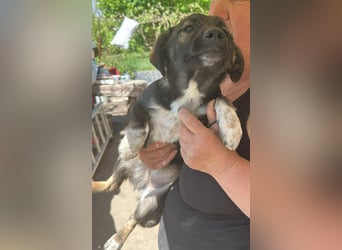 Alleen, kleine Schönheit sucht liebevolles Zuhause