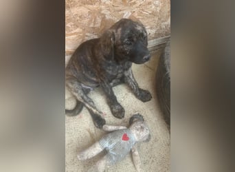 Coco, kleines Hundemädchen sucht Anschluß