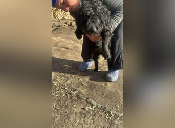 Milla, schwarzer Wuschel sucht Körbchen