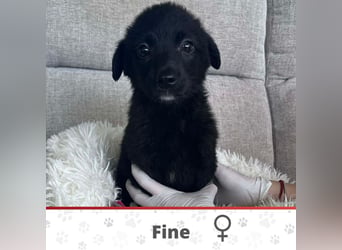 FINE ❤️ SEHR EILIG! sucht Zuhause oder Pflegestelle