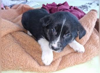 Toffy, kleines Hundemädchen sucht liebevolle Hände