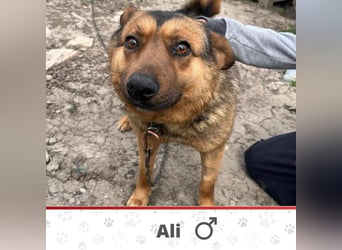 ALI ❤ EILIG! sucht Zuhause oder Pflegestelle