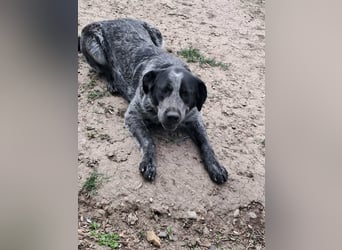 Berta, Hundemädchen sucht liebevolle Hände